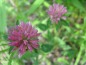 Preview: Rotklee Blüten bio